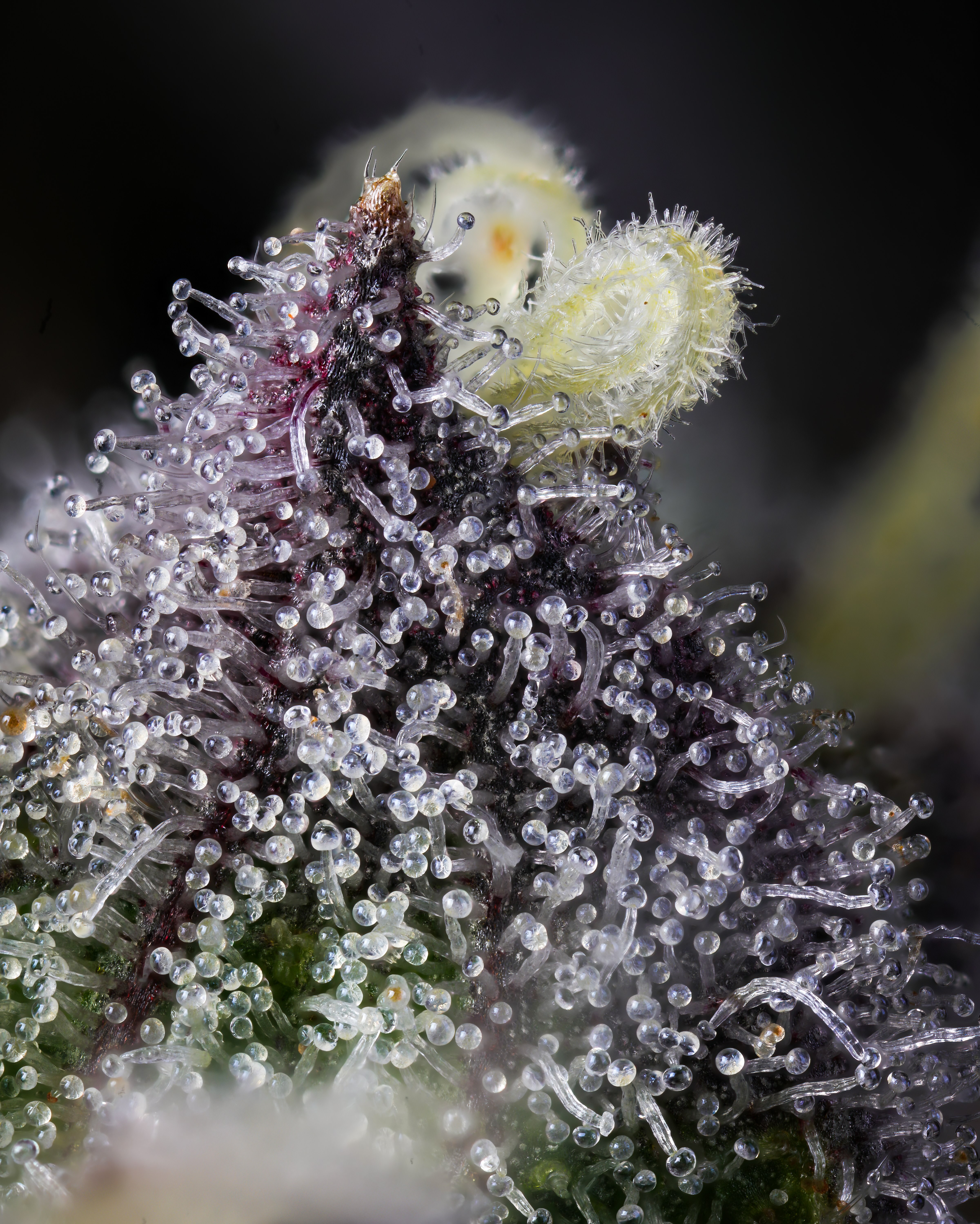 Trichomes Unveiled: Decoding Cannabis Maturity and Quality for Improved Cannabis Production